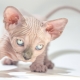 Sphynx breed life expectancy and ways to extend it