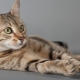 The origin, description and maintenance of cats of the breed Egyptian Mau
