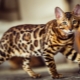 Coloring Bengal Cats