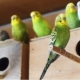 Reproduction of budgerigars at home