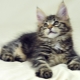 Maine Coon Guidelines