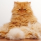 Red Persian cats: characteristics and features of care