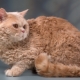 Selkirk rex: features, choice and rules of care