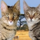 Serengeti: description of the breed of cats, content features