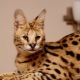 Serval: description, color options, features of keeping and feeding