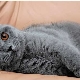 Gray british cats: description and rules of care