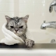Shampoo for cats: how to choose and use it?