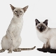 Similarities and differences between Siamese and Thai cats