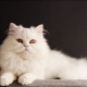 Siberian cats of white color: description of the breed and features of care