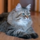 Siberian gray cats: characteristics and features of care