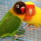 How old do lovebirds live?