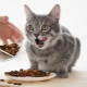 How many times a day do you need to feed a cat and what does it depend on?