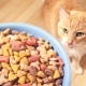 How much dry food should a cat give?