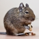 How much degu live and what does it depend on?
