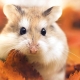 How many hamsters live?