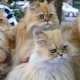 How many Persian cats live?