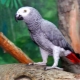 How many Jaco parrots live?