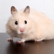 How many Syrian hamsters live at home?