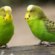 How many budgerigars live?