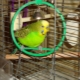 Budgerigars