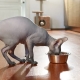Sphynx cat food tips