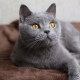 List of names for gray british cats