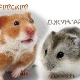 Comparison of the Dzungarian and Syrian hamsters