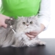 Cat grooming: features and recommendations