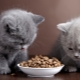 Premium Dry Kitten Feed