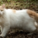 Turkish van: description of the breed of cats, keeping and breeding