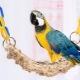 Types and choice of toys for a parrot