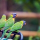Types of medium-sized parrots and rules for their maintenance