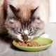 Super-premium wet cat foods: composition, brands, choice