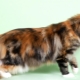 Everything you need to know about Maine Coons of tortoise color