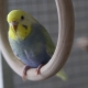 Everything you need to know about rainbow budgies