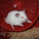 All About White Dzungarian Hamsters