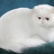 All about white Persian cats and cats