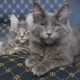 All about Maine Coons blue