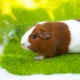 All about guinea pigs: how they look, where they live and how to keep them?