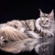 All About Marble Maine Coons