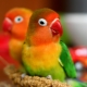 All About Lovebirds Parrots