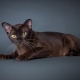 Everything about the cat breed European Burmese