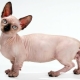 All about the breed of cats Minsk