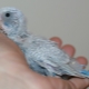All about budgies