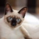 All about Siamese cats
