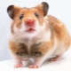 All About Syrian Hamster