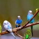All about budgies
