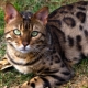 Choosing Names for Bengal Cats
