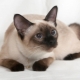 Choose a name for Siamese cats