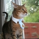 Choosing a pheromone collar for cats